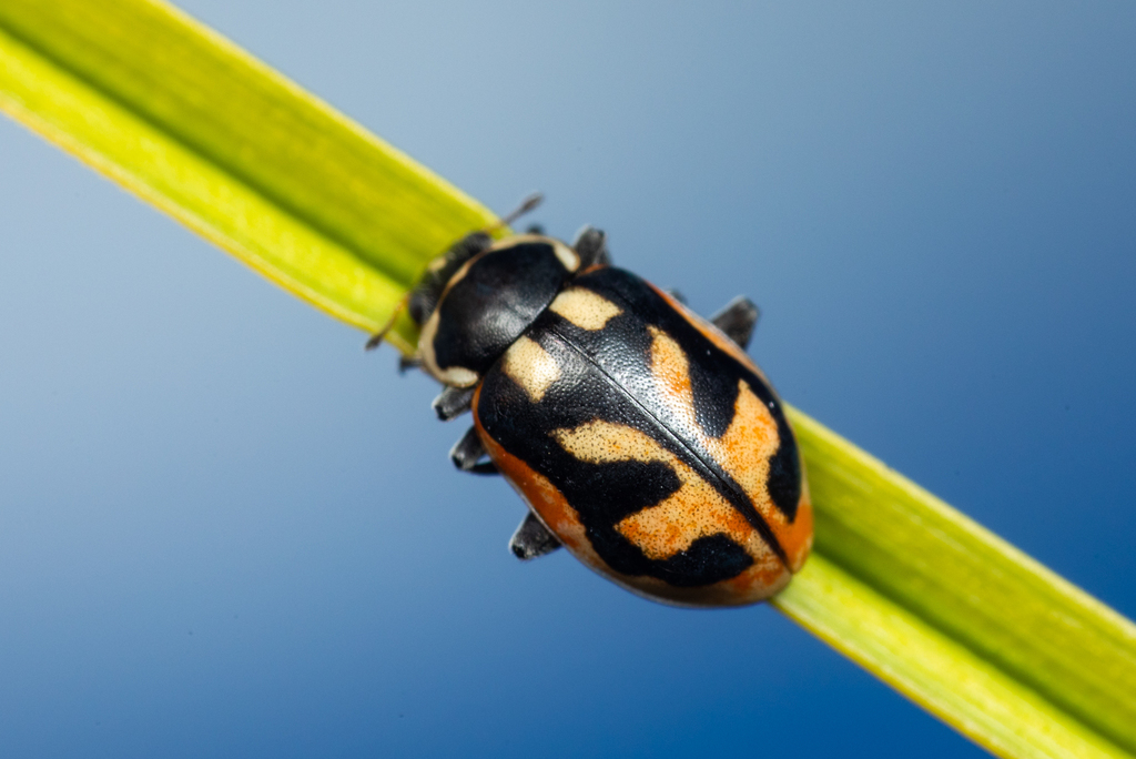 American Lady Beetle