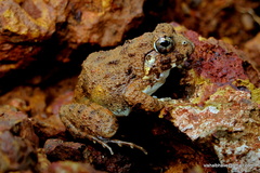 Sphaerotheca maskeyi