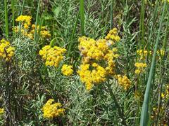 Nidorella welwitschii