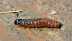Apamea monoglypha
