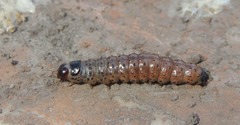 Apamea monoglypha