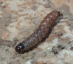 Apamea monoglypha