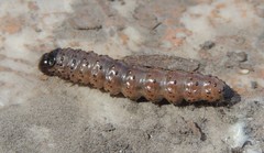 Apamea monoglypha