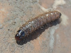 Apamea monoglypha