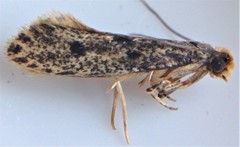 Niditinea orleansella