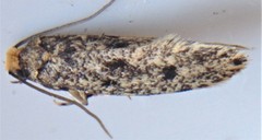 Niditinea orleansella