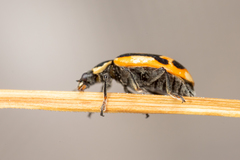 Hippodamia americana