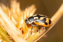 Hippodamia americana