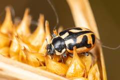 Hippodamia americana