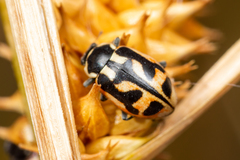 Hippodamia americana