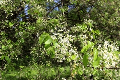 Prunus mahaleb