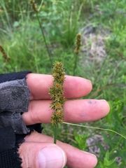Carex triangularis