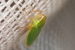 Draeculacephala angulifera