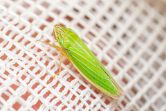 Draeculacephala angulifera