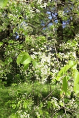 Prunus mahaleb
