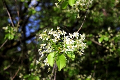 Prunus mahaleb