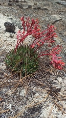 Dudleya pauciflora