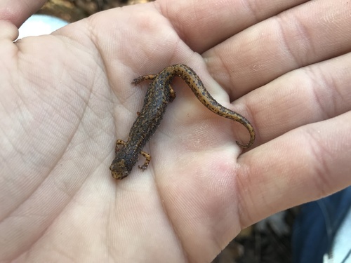Four-toed Salamander, Hemidactylium scutatum