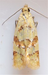 Phtheochroa vitellinana