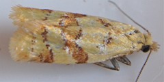 Phtheochroa vitellinana