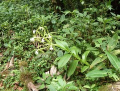 Epidendrum lacustre