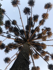 Araucaria angustifolia