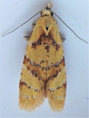 Phtheochroa vitellinana