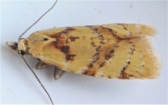 Phtheochroa vitellinana
