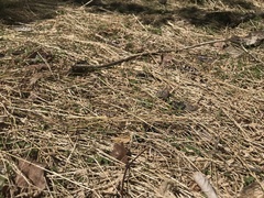 Microstegium vimineum