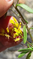 Draba demareei