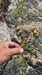 Draba demareei