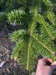 Abies homolepis