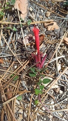 Monardella macrantha macrantha