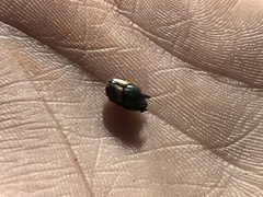 Onthophagus concinnus