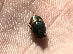 Onthophagus concinnus