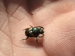 Onthophagus concinnus