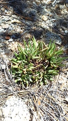 Dudleya pauciflora