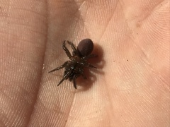 Antrodiaetus unicolor