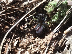 Antrodiaetus unicolor