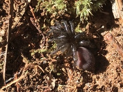 Antrodiaetus unicolor