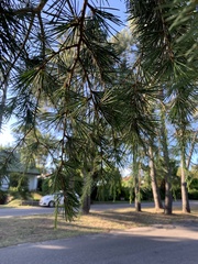 Cedrus deodara