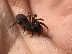 Antrodiaetus unicolor