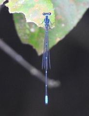 Caconeura ramburi