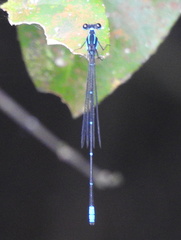 Caconeura ramburi