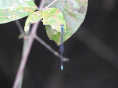 Caconeura ramburi