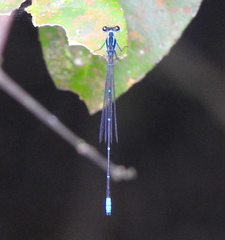 Caconeura ramburi