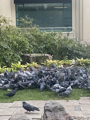 Columba livia domestica