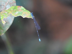 Caconeura ramburi