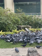 Columba livia domestica