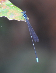 Caconeura ramburi